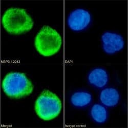 MS4A4A Rabbit anti-Human, Clone: 5C12, Novus Biologicals 0.2 mg | Buy Online | Novus Biologicals | Fisher Scientific